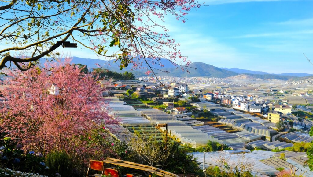 Đà Lạt - Mai Anh Đào